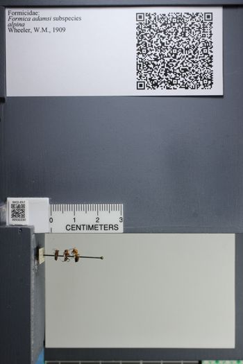 Media type: image;   Entomology 532230